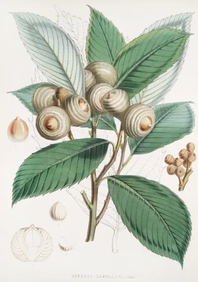 Quercus Lamellosa, Ham., Walter Hood Fitch