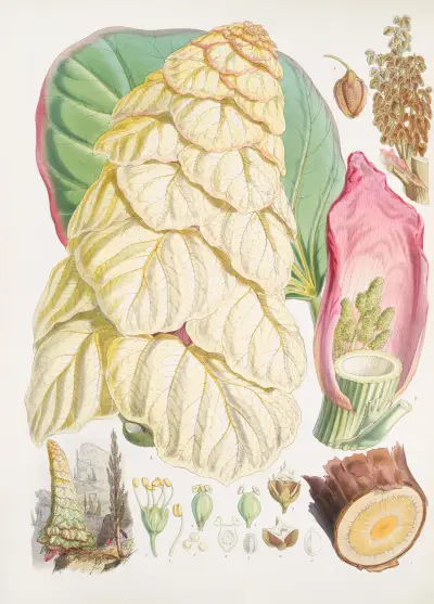 Rheum Nobile, H.f. & T., Walter Hood Fitch