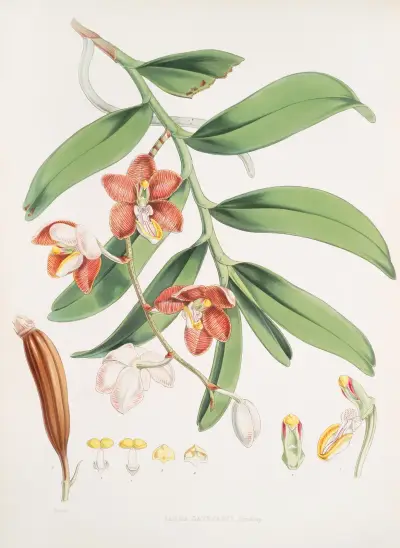 Vanda Cathcarti, Lindley, Walter Hood Fitch