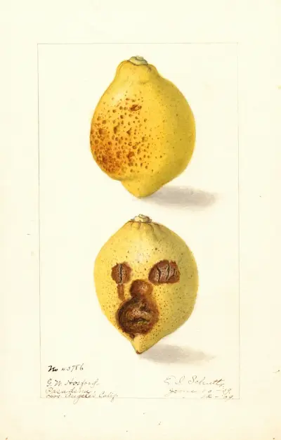 Citrus limon, 1909 av Ellen Isham Schutt