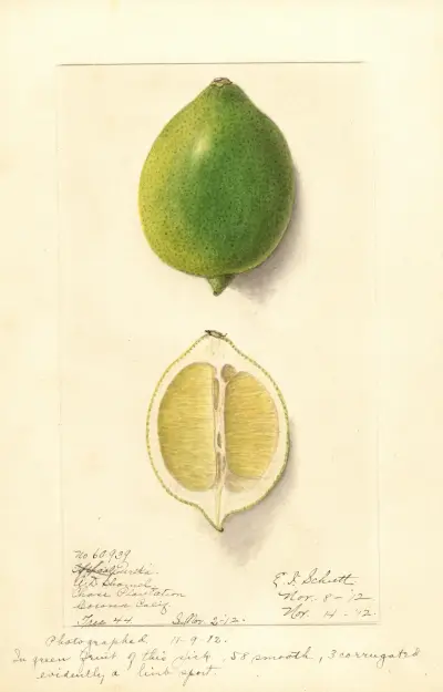 Citrus limon: Eureka, 1912 – nr 2 av Ellen Isham Schutt