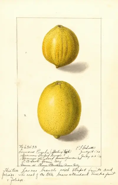 Citrus limon: Eureka, 1913 av Ellen Isham Schutt
