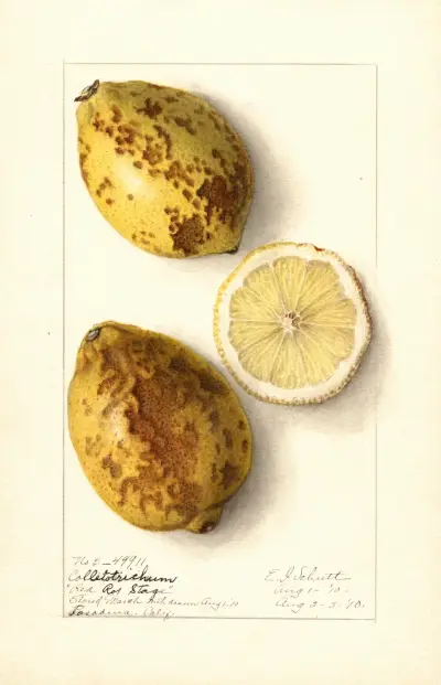 Citrus limon, 1910 av Ellen Isham Schutt