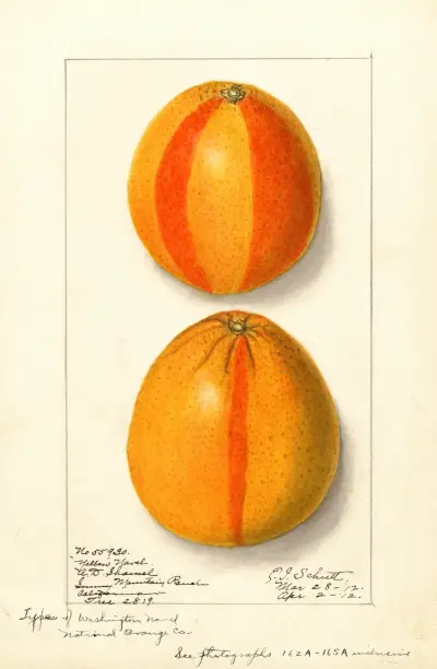 Citrus sinensis: Washington Navel, 1912 av Ellen Isham Schutt