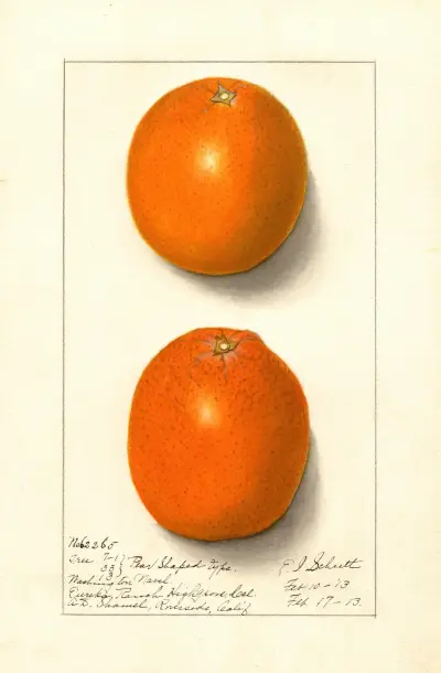 Citrus sinensis: Washington Navel, 1913 – nr 4 av Ellen Isham Schutt