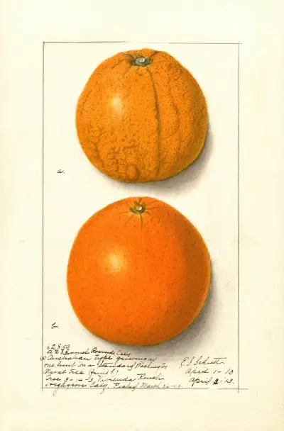 Citrus sinensis: Washington Navel, 1913 – nr 1 av Ellen Isham Schutt
