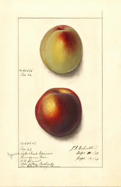 Prunus persica av Ellen Isham Schutt