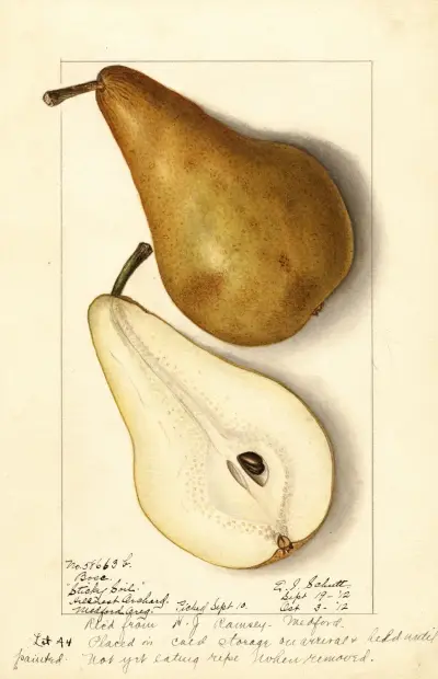 Pyrus communis: Bosc, 1912 – nr 1 av Ellen Isham Schutt
