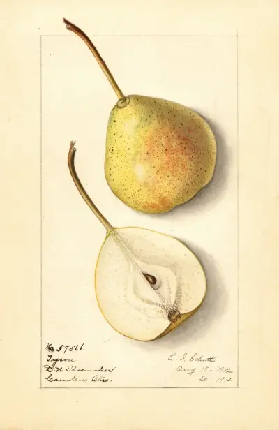 Pyrus communis: Tyson av Ellen Isham Schutt