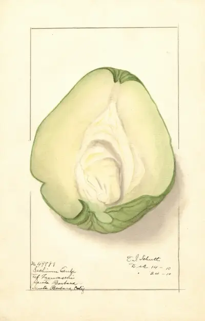 Sechium edule av Ellen Isham Schutt