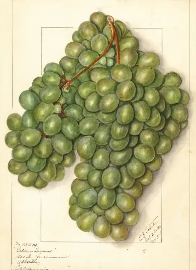 Vitis: Golden Queen av Ellen Isham Schutt