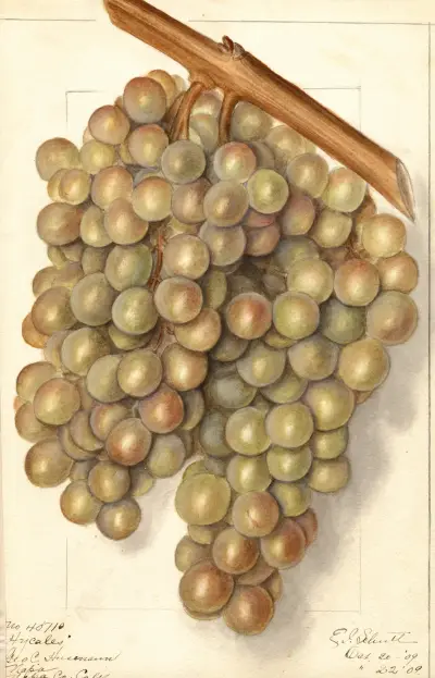 Vitis: Hycales av Ellen Isham Schutt