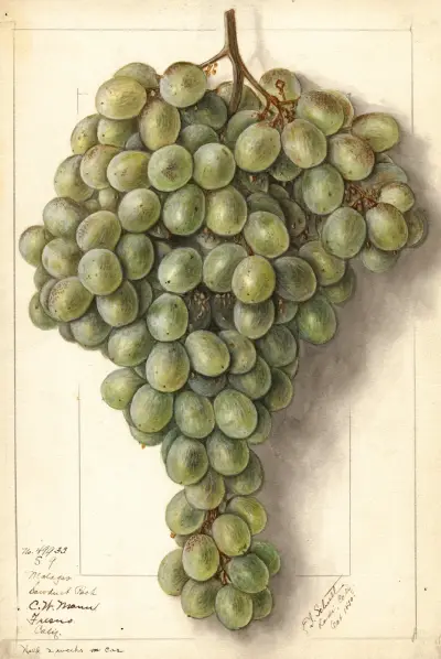 Vitis: Malaga av Ellen Isham Schutt
