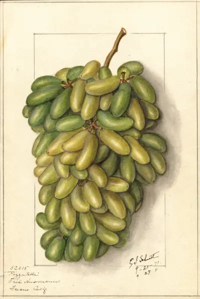 Vitis: Pizzutella av Ellen Isham Schutt