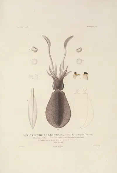 Weltumsegelung Pl. 047 von Louis-Isidore Duperrey
