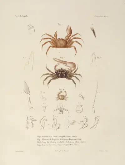 Weltreise, Tafel 062 von Louis-Isidore Duperrey