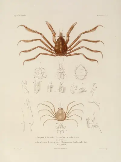 Weltreise Pl.063 von Louis-Isidore Duperrey