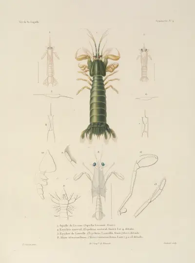 Reise um die Welt Taf. 065 von Louis-Isidore Duperrey