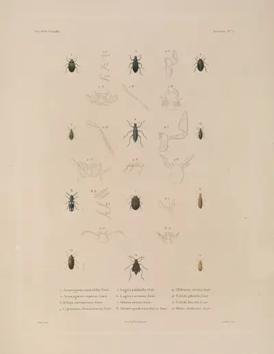 Weltumsegelung Pl. 070 von Louis-Isidore Duperrey