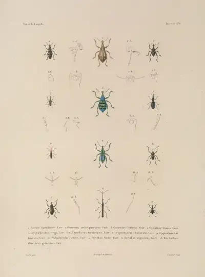 Podróż dookoła świata Pl.071, Louis-Isidore Duperrey