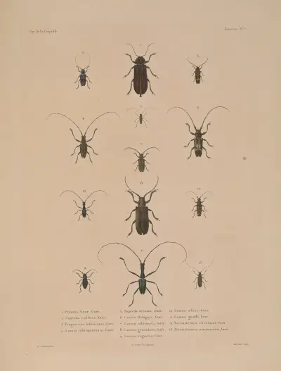 Reise um die Welt Taf. 072 von Louis-Isidore Duperrey
