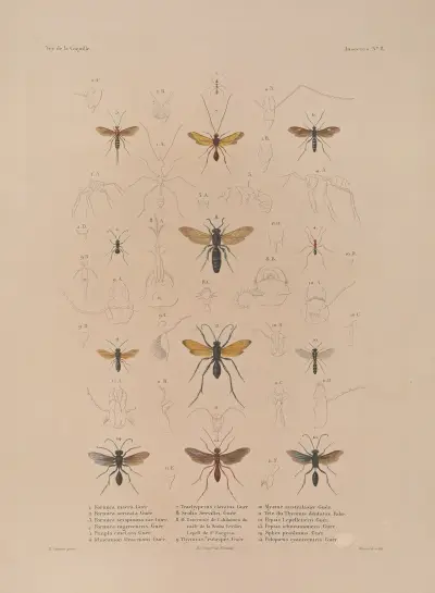Voyage autour du monde Pl.073 von Louis-Isidore Duperrey