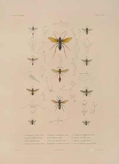 Podróż dookoła świata Pl.074, Louis-Isidore Duperrey