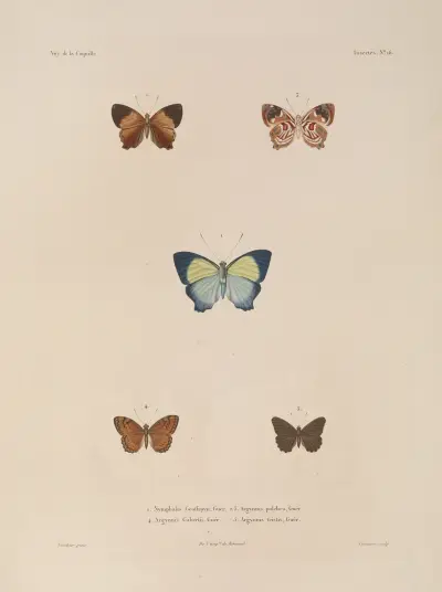 Weltreise Pl. 82 von Louis-Isidore Duperrey