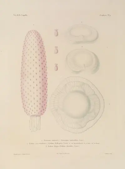 Podróż dookoła świata Pl.096, Louis-Isidore Duperrey