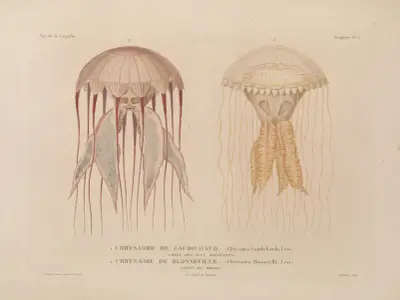 Weltreise Taf. 100 von Louis-Isidore Duperrey