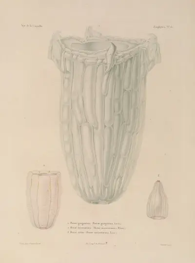 Weltreise Taf. 102 von Louis-Isidore Duperrey