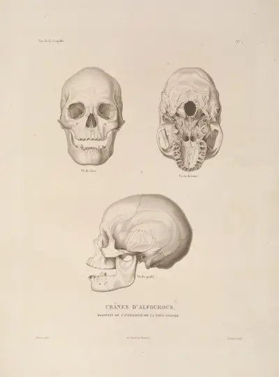 Reise um die Welt Taf. 104 von Louis-Isidore Duperrey