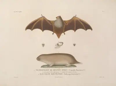 Reise um die Welt Taf. 105 von Louis-Isidore Duperrey