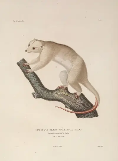 Weltreise Pl. 109 von Louis-Isidore Duperrey