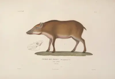 Voyage autour du monde Pl.111 av Louis-Isidore Duperrey