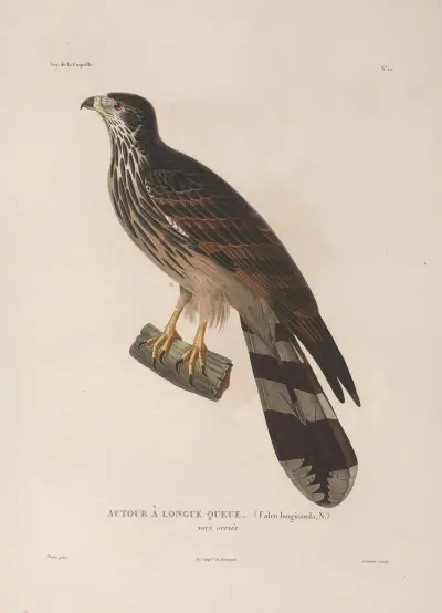 Weltreise Pl. 113 von Louis-Isidore Duperrey