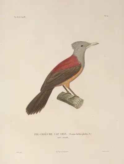 Reise um die Welt Taf. 114 von Louis-Isidore Duperrey