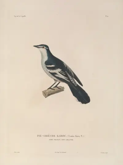 Podróż dookoła świata Pl.115, Louis-Isidore Duperrey