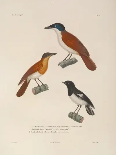 Reise um die Welt Pl. 118 von Louis-Isidore Duperrey