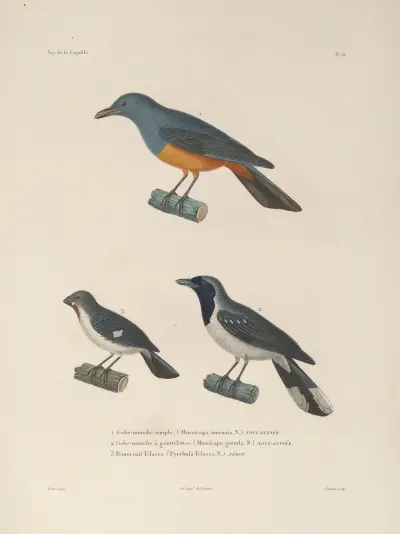 Reise um die Welt Pl.119 von Louis-Isidore Duperrey