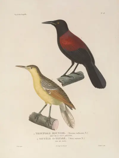 Reise um die Welt Pl. 127 von Louis-Isidore Duperrey