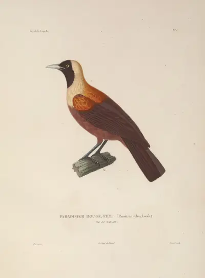 Weltreise Taf. 131 von Louis-Isidore Duperrey