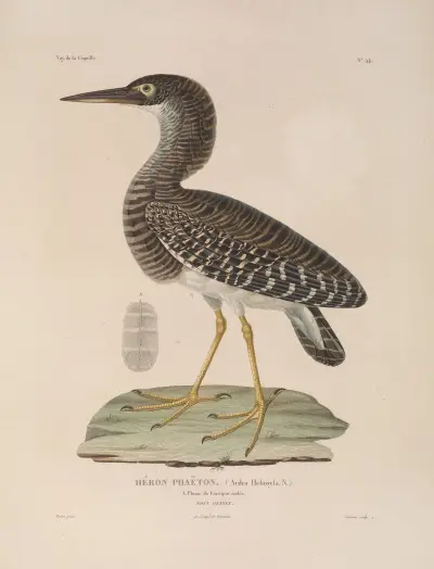 Weltreise Pl. 150 von Louis-Isidore Duperrey