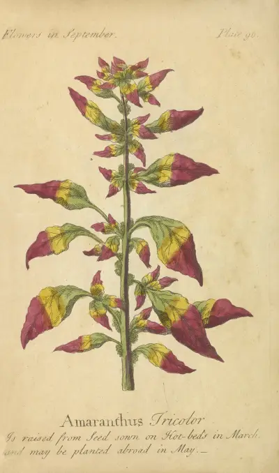Amaranthus Tricolor, 1747, J. Duke