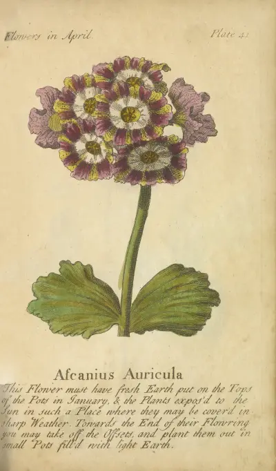 Ascanius Auricula, J. Duke