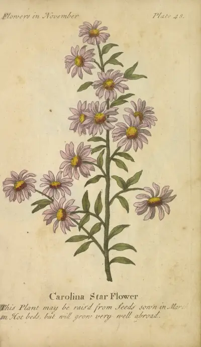 Karolínská hvězdnice, J. Duke