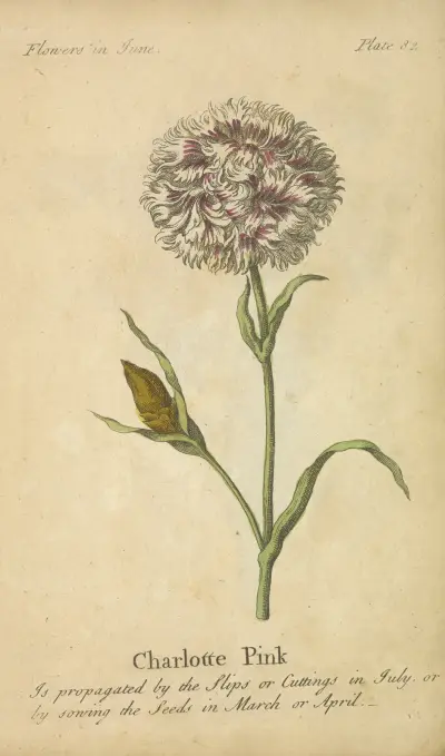 Charlotte Pink, J. Duke