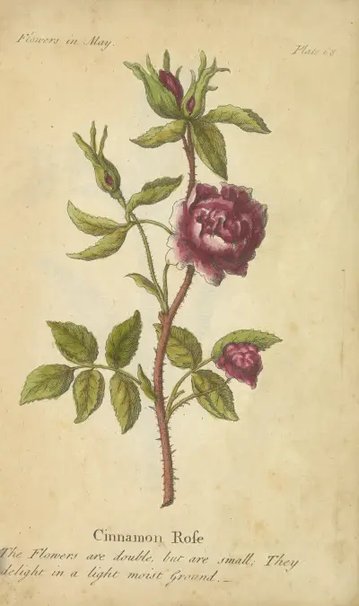 Skořicová růže, J. Duke