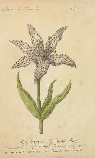 Colchium Agripina Major, J. Duke