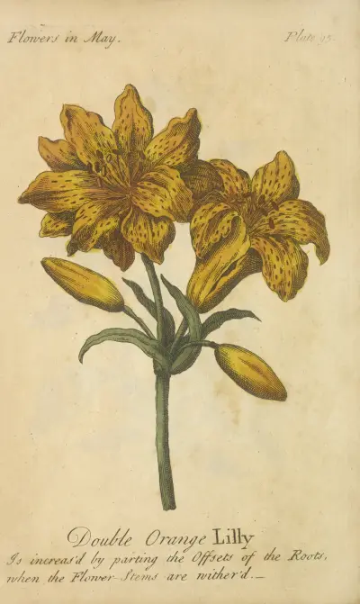 Dvojitá oranžová lilie, J. Duke